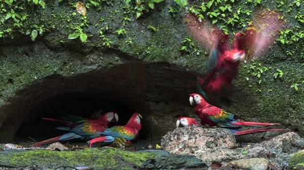 Colourful birds on rocks