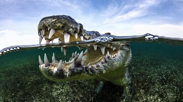 Crocodile with an open mouth