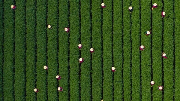 people working in a tree plantation