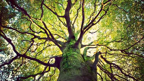 Large tree in sunlight