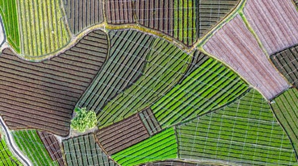 Aerial view of tea garden