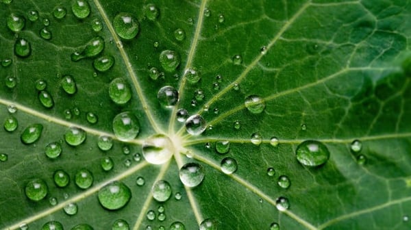 Water droplets on a green leaf