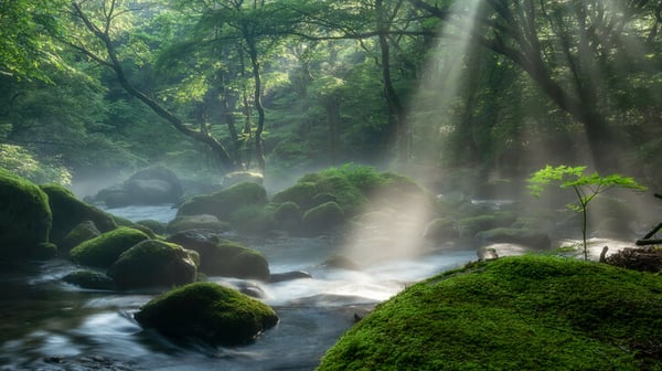 Morning sunbeams