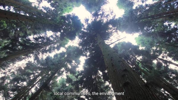 Forest canopy