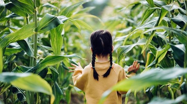 girl-in-corn-field-entra