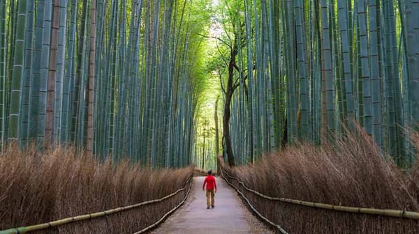 Forest of bamboo