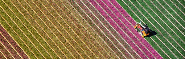 Stripey crop fields