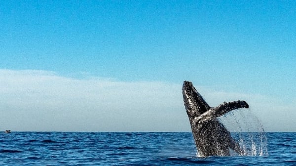 Whale leaping from the sea