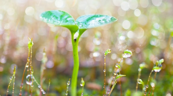 Sapling with dew on